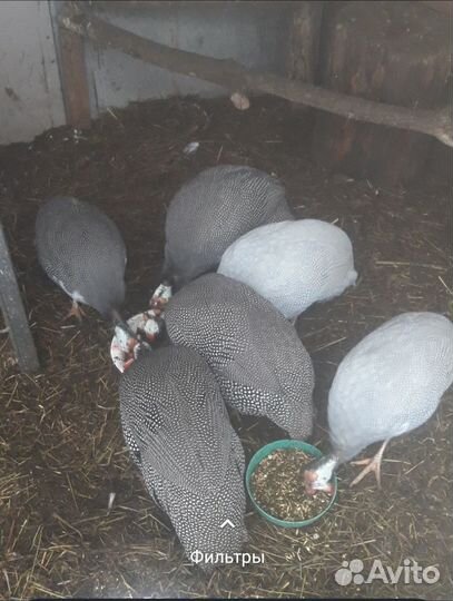 Шелковые петухи, цесарки