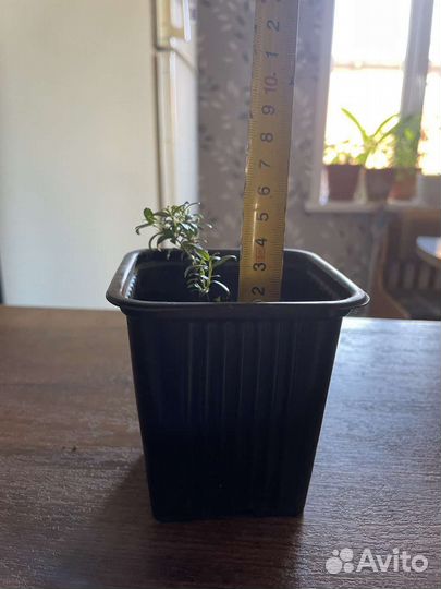 Комнатные цветы мирт