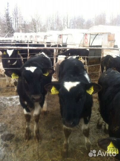 Бычки телята для откорма