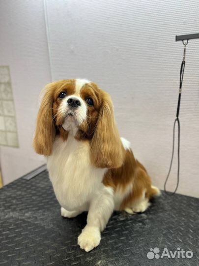 Грумер, стрижка собак, Груминг кошек