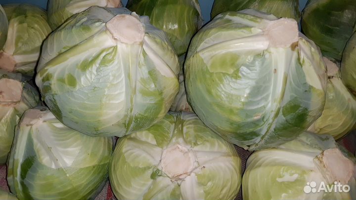 Капуста белокочанная