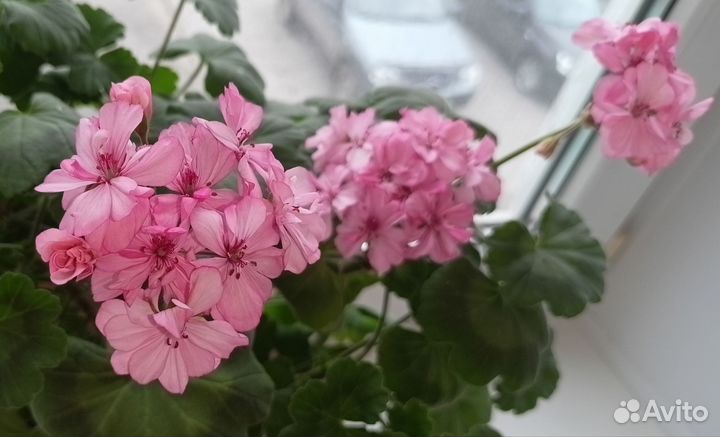 Пеларгония герань