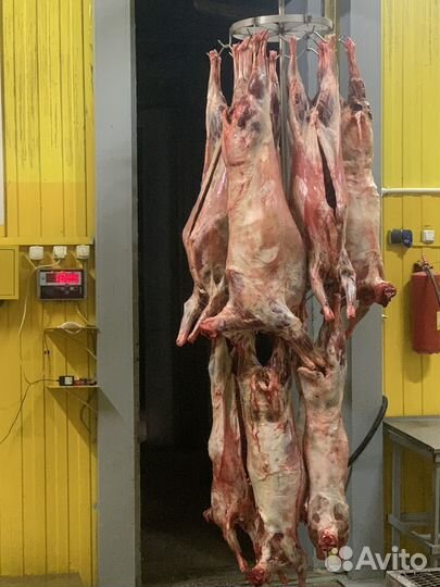 Продажа мяса баранина