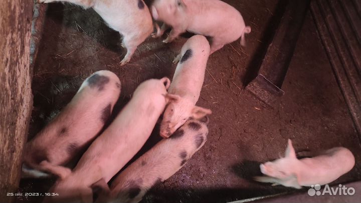 Поросята