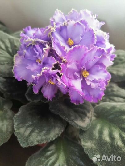 Фиалка(листочки)