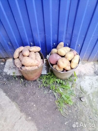 Продам картофель