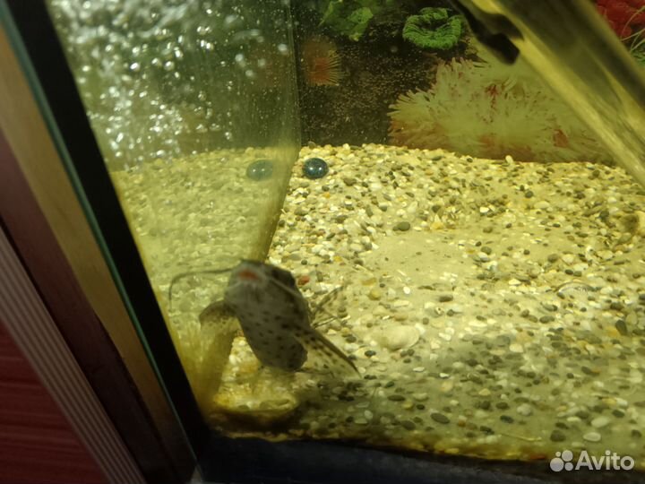 Сом синодонтис. Перевертыш Тернеции Барбусы