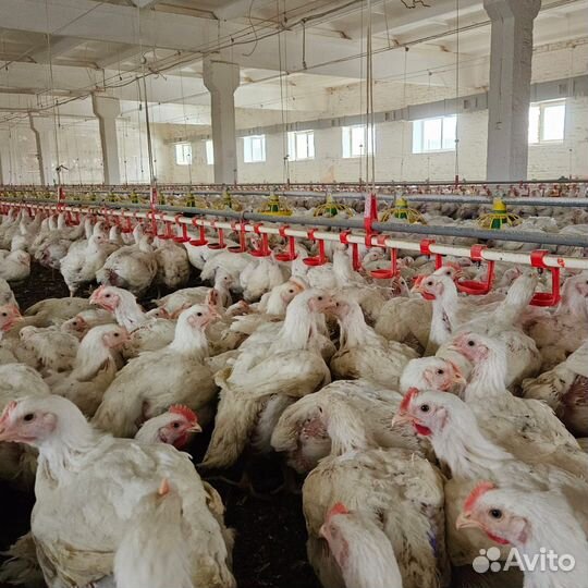 Куры молодки несушки доминант,легорн,родонит