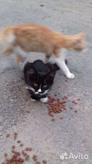 Котик ищет дом