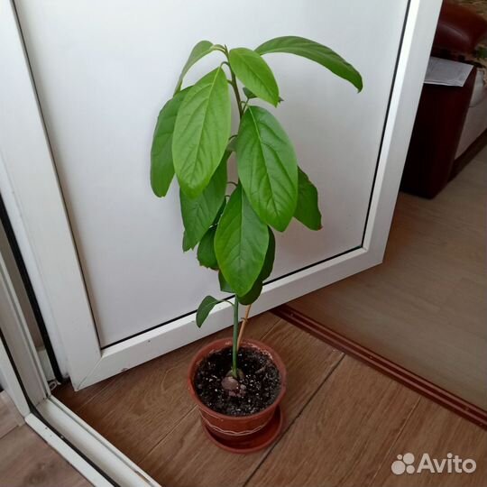 Авокадо растение