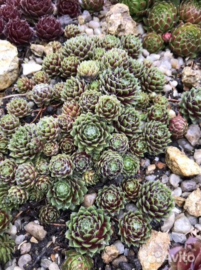 Молодило (каменная роза)