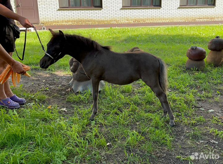 Американская миниатюрная лошадь (мини пони)