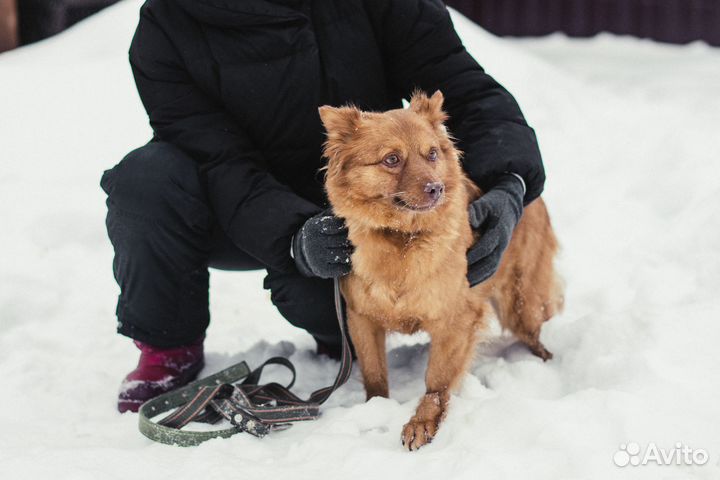 Маленькая собачка бесплатно