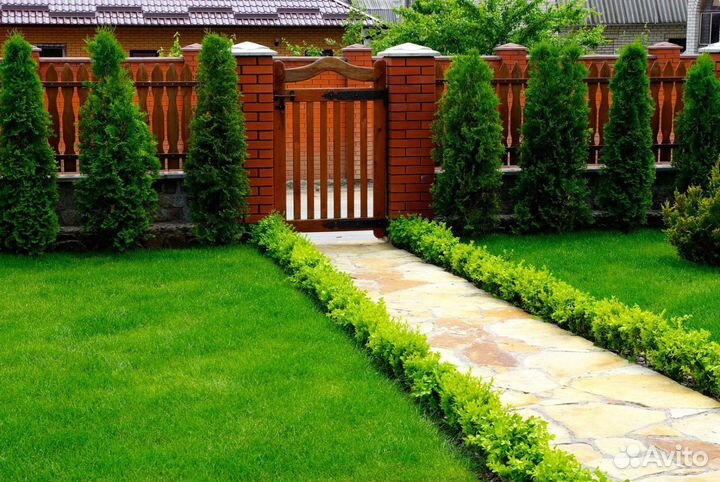 Газон многолетний для участка