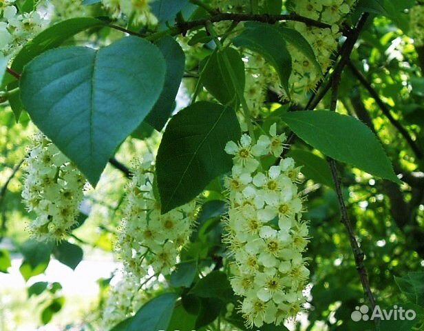 Саженцы черемуха виргинская красная, рябина,калина