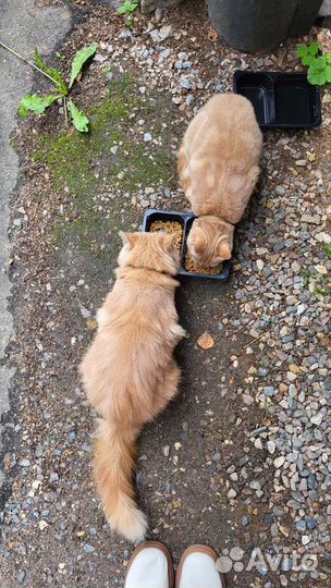 Кошки в добрые руки