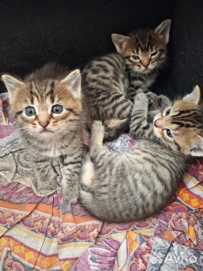Котята
