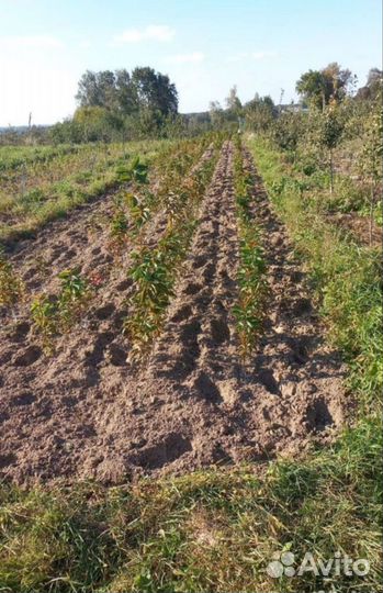 Саженцы из нашего питомника