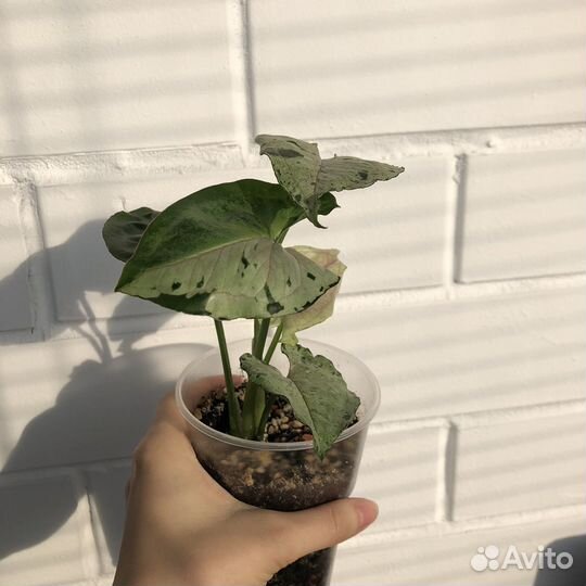 Сингониум клубничный лед япония, серый призрак