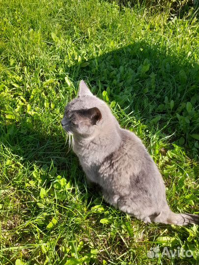 Возьмите котика