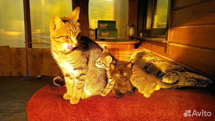 Котики бесплатно