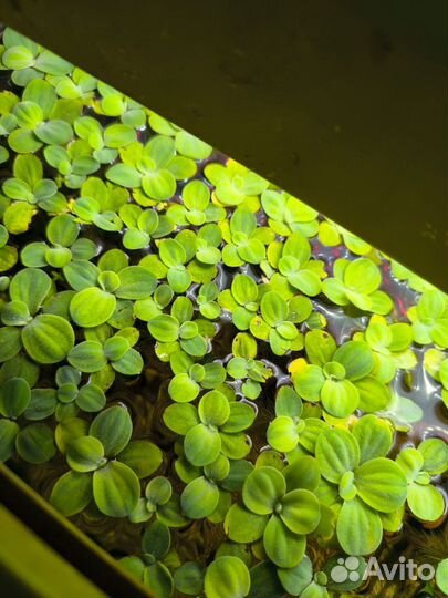 Аквариумные растения, рыбки, улитки