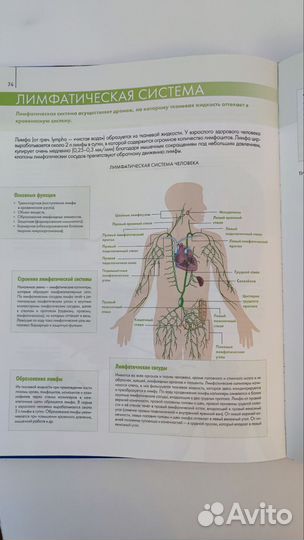 Анатомия человека. Большой атлас. Билич