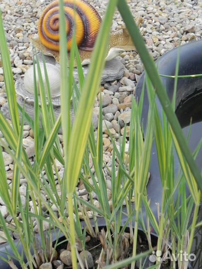 Растения для пруда