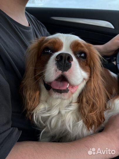 Вязка кавалер кинг чарльз спаниель