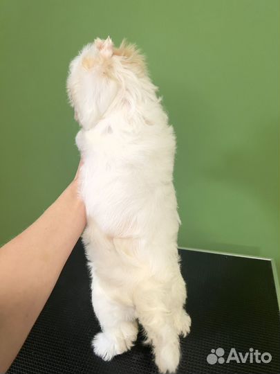 Белый йорк, девочка