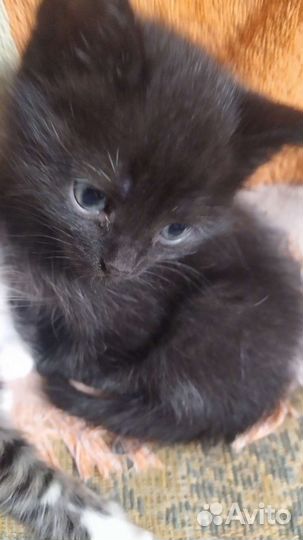 Котята