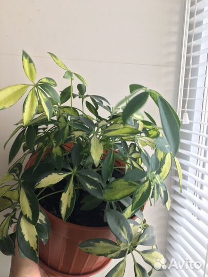 Комнатные цветы шефлера