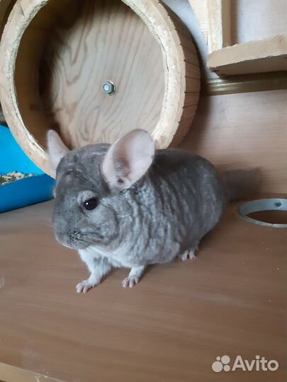 Шиншилла с домом