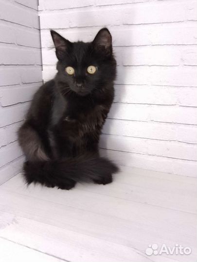 Кошка в дар