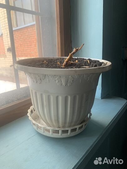 Цветочный горшок