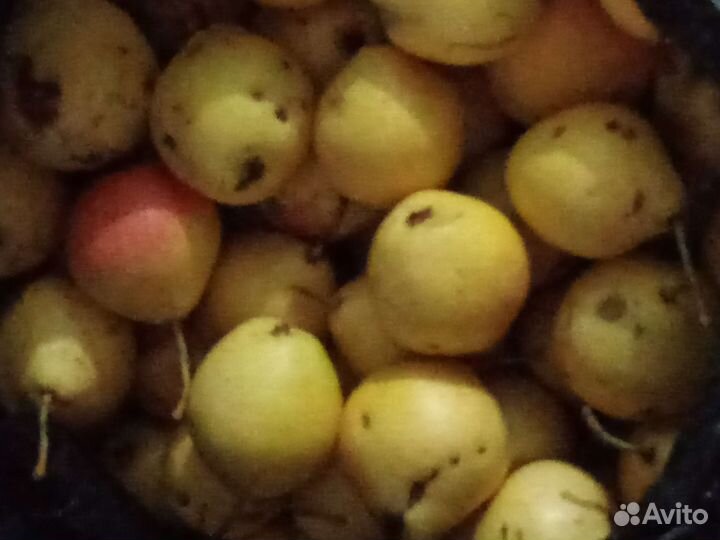 Груша сладкая