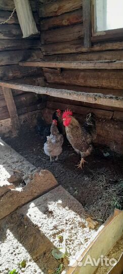Очень активные,годовалые петухи породы доминант