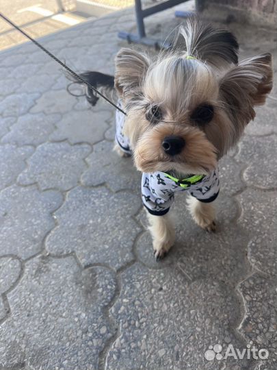 Вязка Йоркширский терьер мини мальчик