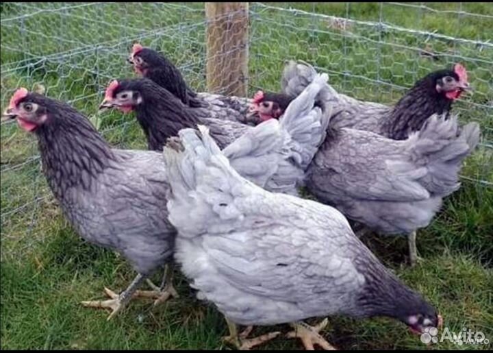 Курочки несушки молодки