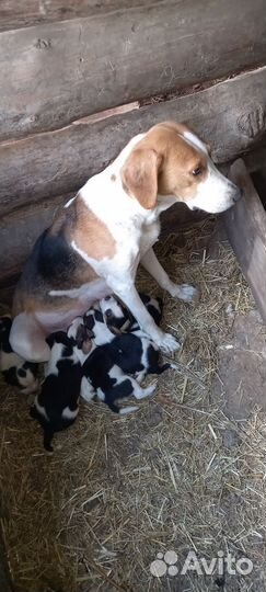 Русская пегая гончая