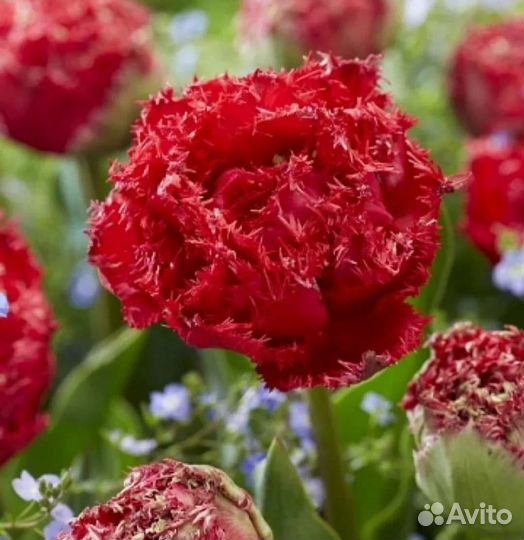 Луковицы тюльпанов