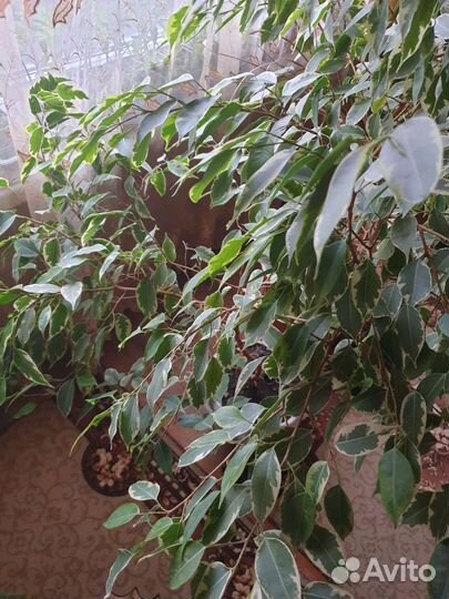 Фикус бенджамина большой