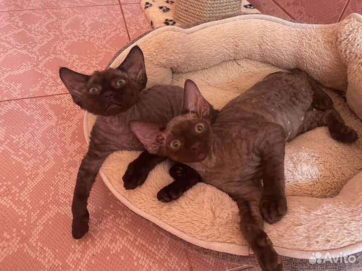 Девон-рекс шоколадный Зайка