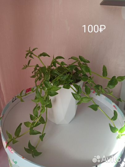 Комнатные цветы