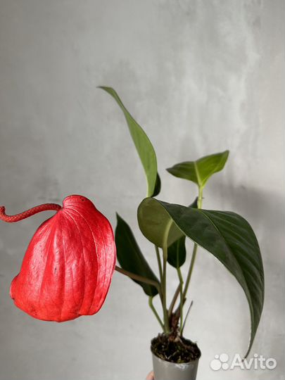 Антуриум шерцера, солара, Джоли