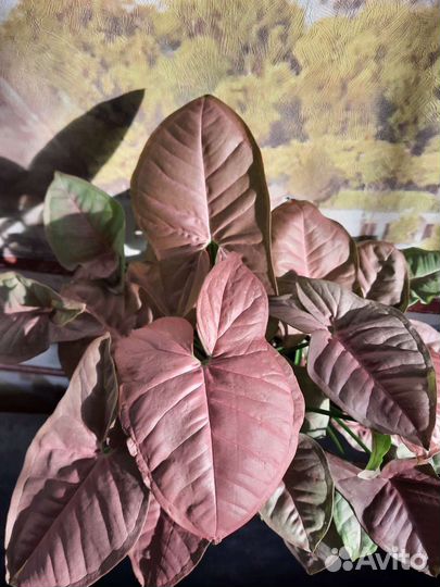 Сингониумы сортовые