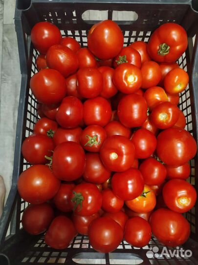 Помидоры свежие домашние