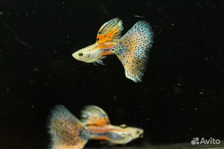 Меченосцы флаговые вуалевые,апистограммы Рамирези