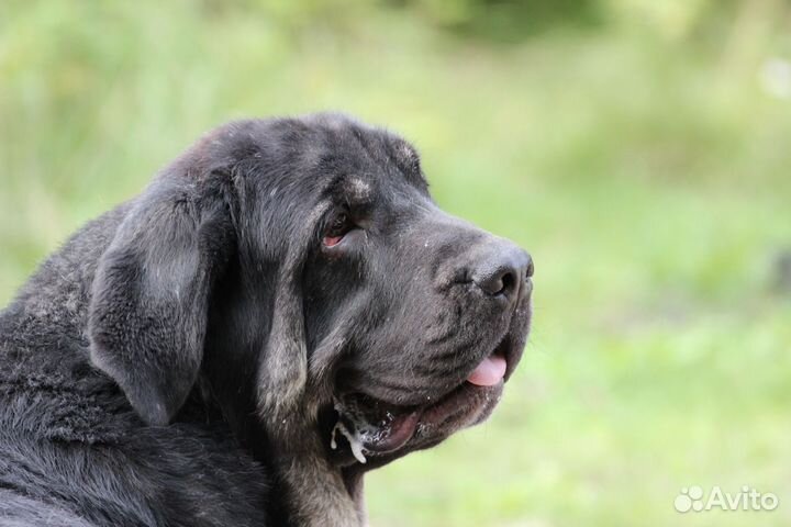 Испанский мастиф щенки