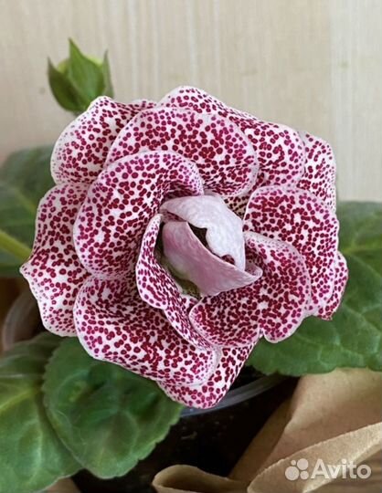 Глоксиния детка ен Гермиона